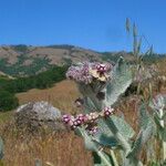 Asclepias californica অভ্যাস