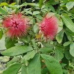 Calliandra tweediei Habit