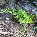 Asplenium cuneifolium Hoja