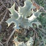 Eryngium maritimum Leaf