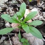 Myosotis sparsiflora Hábito