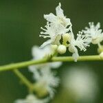 Grossera paniculata Flower