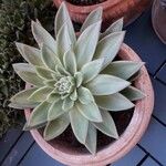 Echeveria agavoidesFolla