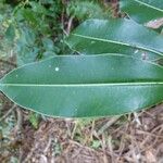 Mimusops balata Leaf