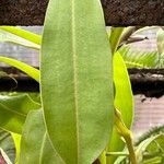 Nepenthes alata ഇല