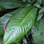 Anthurium lilacinum Φύλλο