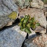 Salix herbacea Hoja