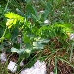 Cerinthe glabra Blatt