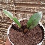 Oeceoclades maculata Plante entière