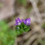 Triodanis perfoliata Flor