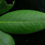 Rhododendron campanulatum Folha