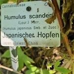 Humulus scandens Hàbitat