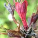 Pontechium maculatum Kukka