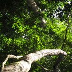Coelocaryon preussii Hábito