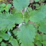 Urtica chamaedryoides Листок