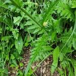 Cirsium rivulare Leaf