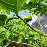 Morinda citrifolia Frugt