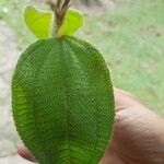 Miconia dependens Feuille