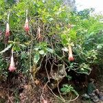 Brugmansia sanguinea 叶