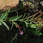 Epilobium glaberrimum 形態