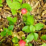 Potentilla indica Flor