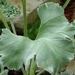Pelargonium crassicaule 葉