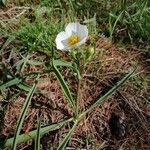 Ranunculus kuepferi Flor