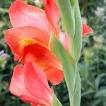 Gladiolus dalenii Floare