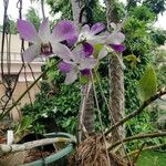 Dendrobium victoriae-reginae Blüte