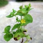 Hypericum mutilum Arall