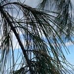 Casuarina equisetifolia Лист