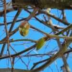 Populus × canescens Іншае