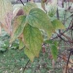 Clematis chrysocoma Hoja
