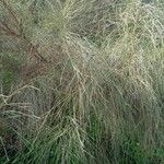 Retama monosperma Leaf
