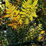 Gymnocarpium dryopteris Blatt