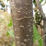 Ilex verticillata Lubje