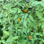 Bidens frondosaFlor