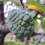 Annona squamosa 果實