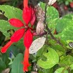 Salvia splendens Muu