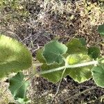 Cucumis dipsaceus Leaf