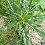 Diplotaxis tenuifolia Fulla