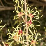 Hamamelis × intermedia кора