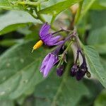 Solanum dulcamara Bloem