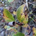 Salix pyrenaica Habit