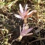 Colchicum autumnale Habitus