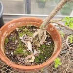 Rondeletia odorata പുറംതൊലി