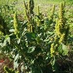 Amaranthus retroflexus आदत