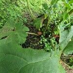 Gunnera tinctoriaKvět