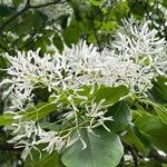 Chionanthus retusus Цветок