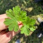 Geranium pusillumFulla